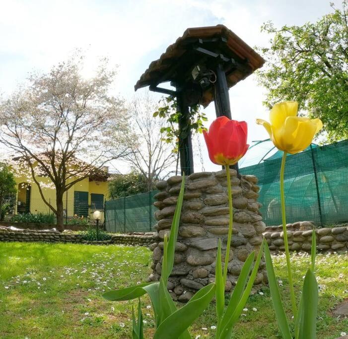 Il Vecchio Kiwi - House With Private Garden Villa Oleggio Castello Dış mekan fotoğraf